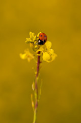 ladybird atop wild mustard stalk