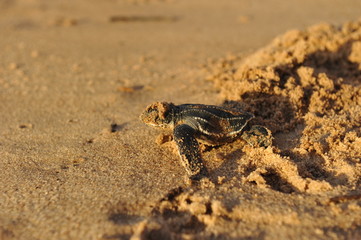 Baby Leatherback sea turtle crawling up the beach into the ocean