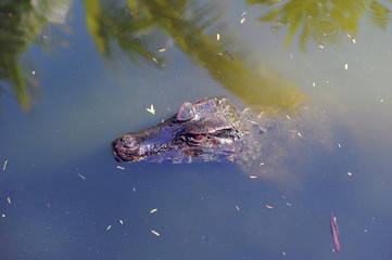 Fototapeta premium Cuvier's dwarf caiman, the smallest species of crocodiles.