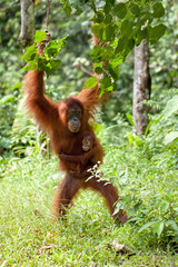 mother and child orangutan in jungle © Stéphane Bidouze