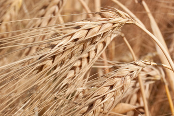 Gerstenähren in Gerstenfeld (Hordeum vulgare, Barley stems)