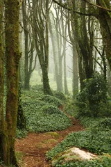 Zelfklevend Fotobehang Path in green forest trees with huge rocks © Manuel Fernandes