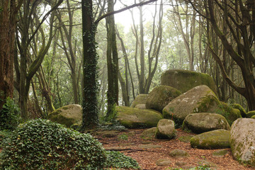 Green forest trees with huge rocks