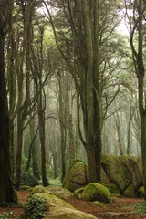 Tuinposter Green forest trees with huge rocks © Manuel Fernandes