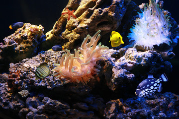 Tropical fishes