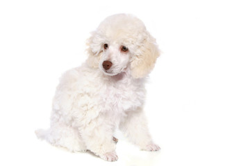 White poodle in front