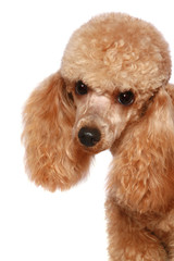 Small apricot poodle, isolated on white background