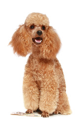apricot poodle