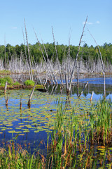 Swampy land and dead trees
