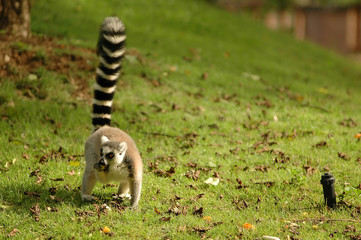 Ring tail lemur