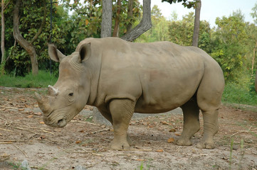 Obraz premium White Rhinoceros