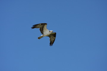 Flying Osprey