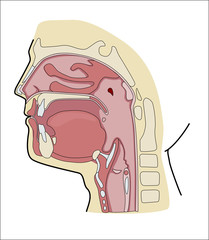 oral cavity