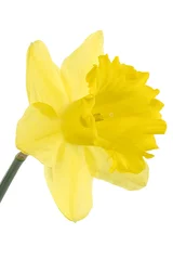 Fotobehang Narcis daffodil