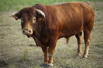 Taureau