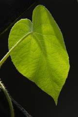 green leaf