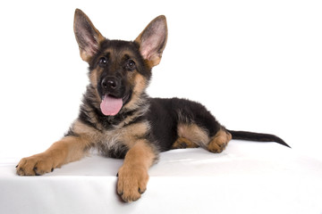 attitude de bébé berger allemand