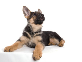 Obraz premium attitude de bébé berger allemand