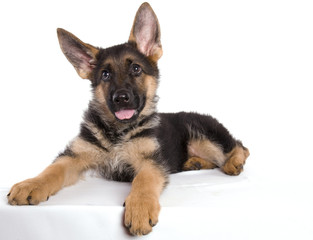 attitude de bébé berger allemand