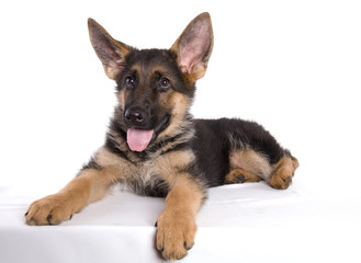 attitude de bébé berger allemand