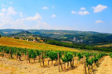 Naklejka premium Vineyard