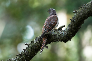 Cuckoo on tree branch