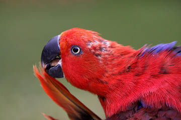 Edelpapagei (Weibchen)