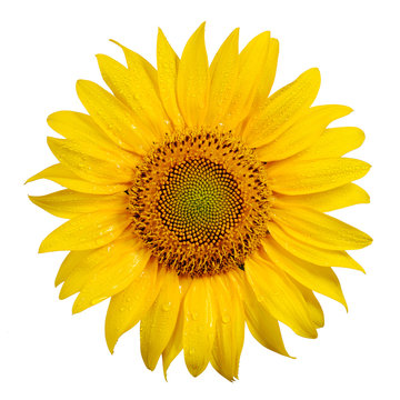 Sunflower with dew drops on white background