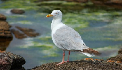 mouette