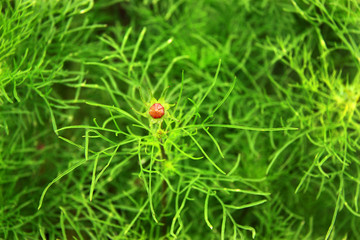 Detail of red Flower on the tangle green Background