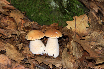 Twins white Summer Boletus in the Forest