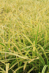 grass background