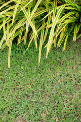 grass background