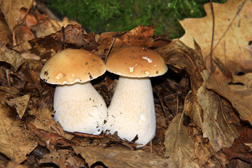 Twins white Summer Boletus in the Forest