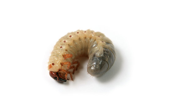 Larva of a may-bug