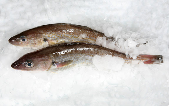 merlan sur de la glace