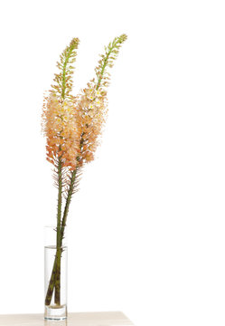 steppe candle