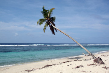 Palm trre on the beach