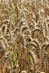 Detail of the ripe wheat Field