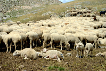 Obraz premium Les moutons