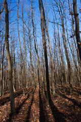 Obraz premium Forest detail