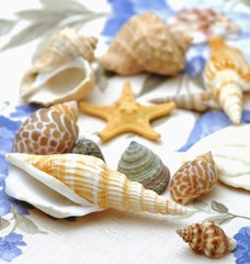 Shells - Conchiglie