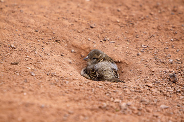 Spatz beim Sandbad