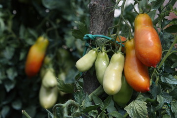 pianta di pomodori