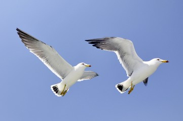 Twin seagulls flying with blue background