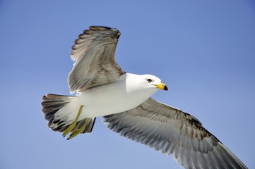 Seagull flying with blue background