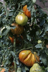 pomodori non maturi
