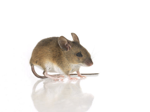 Maus