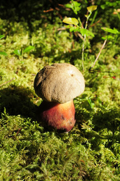 The mushroom