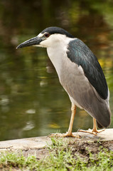 Black Crowned Night Heron.